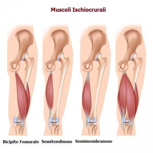 muscoli-ischiocrurali